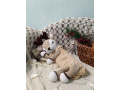 viazanaia-pizamnica-olenenok-small-1