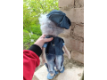 igruska-domovoi-gosa-small-0